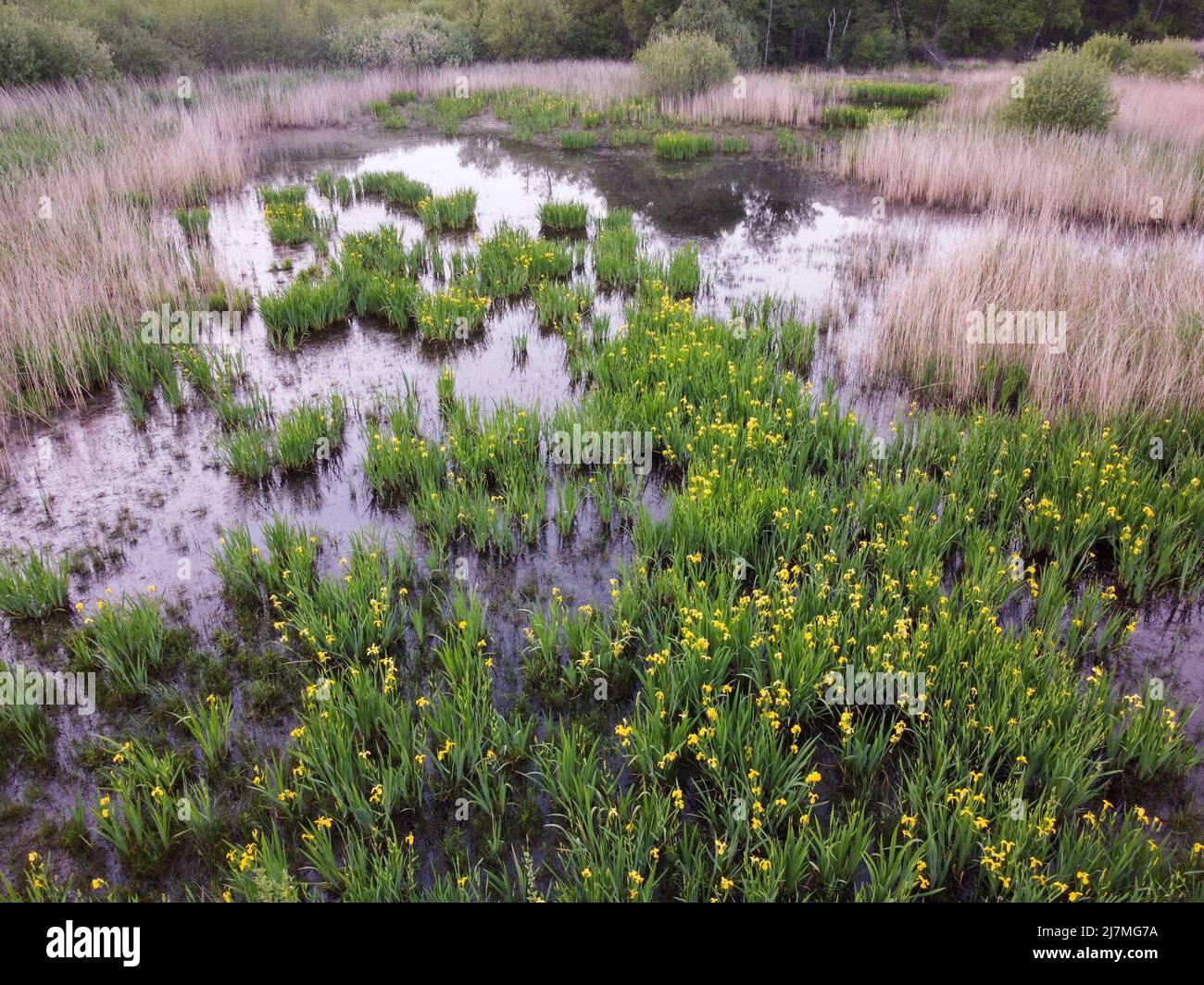 Feld der gelben Iris blüht in einem Feuchtgebiet Stockfoto