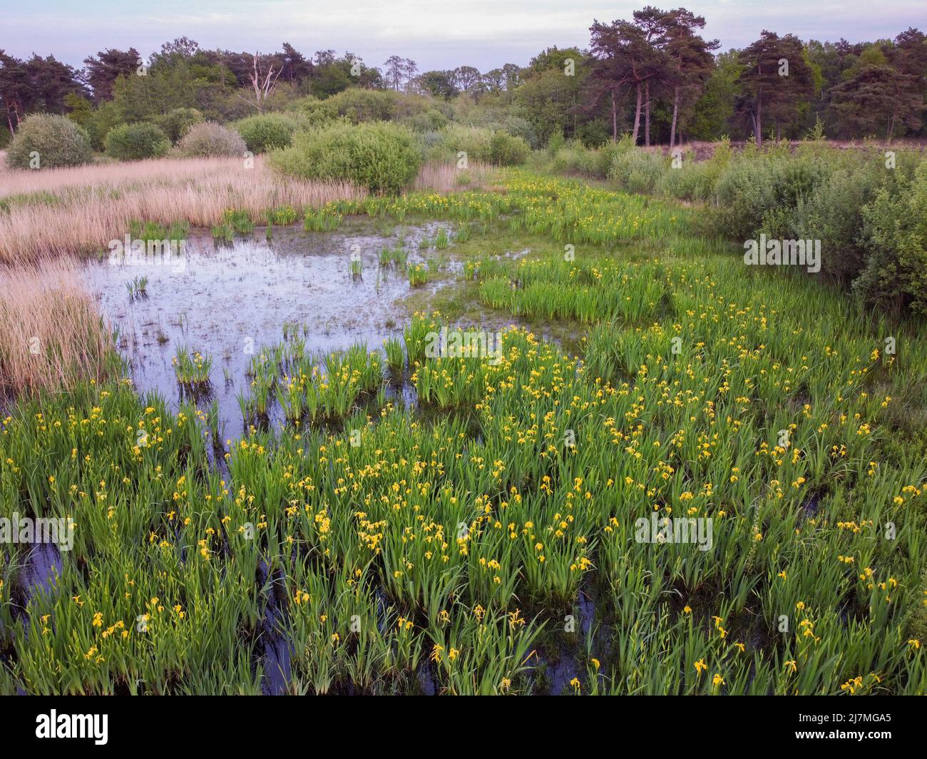Feld der gelben Iris blüht in einem Feuchtgebiet Stockfoto