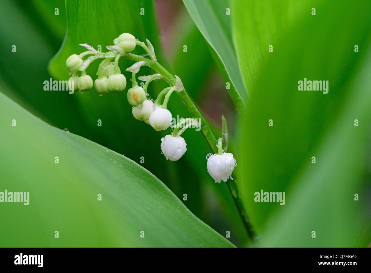 Blumen der Maiglöckchen Stockfoto