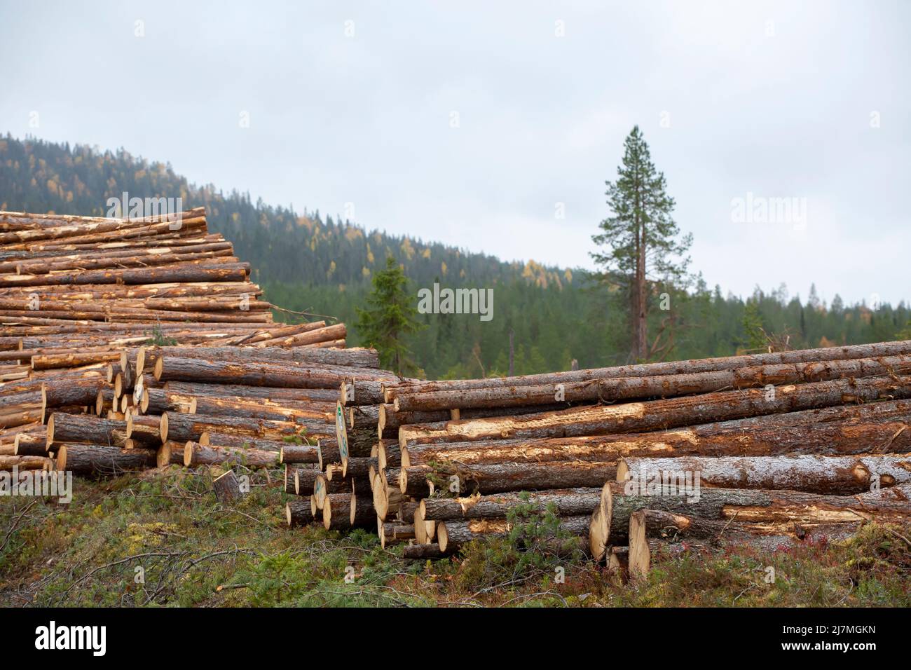 Nadelholz sammelte sich zu einem Haufen im Wald, der später von Feinden genutzt wurde Stockfoto