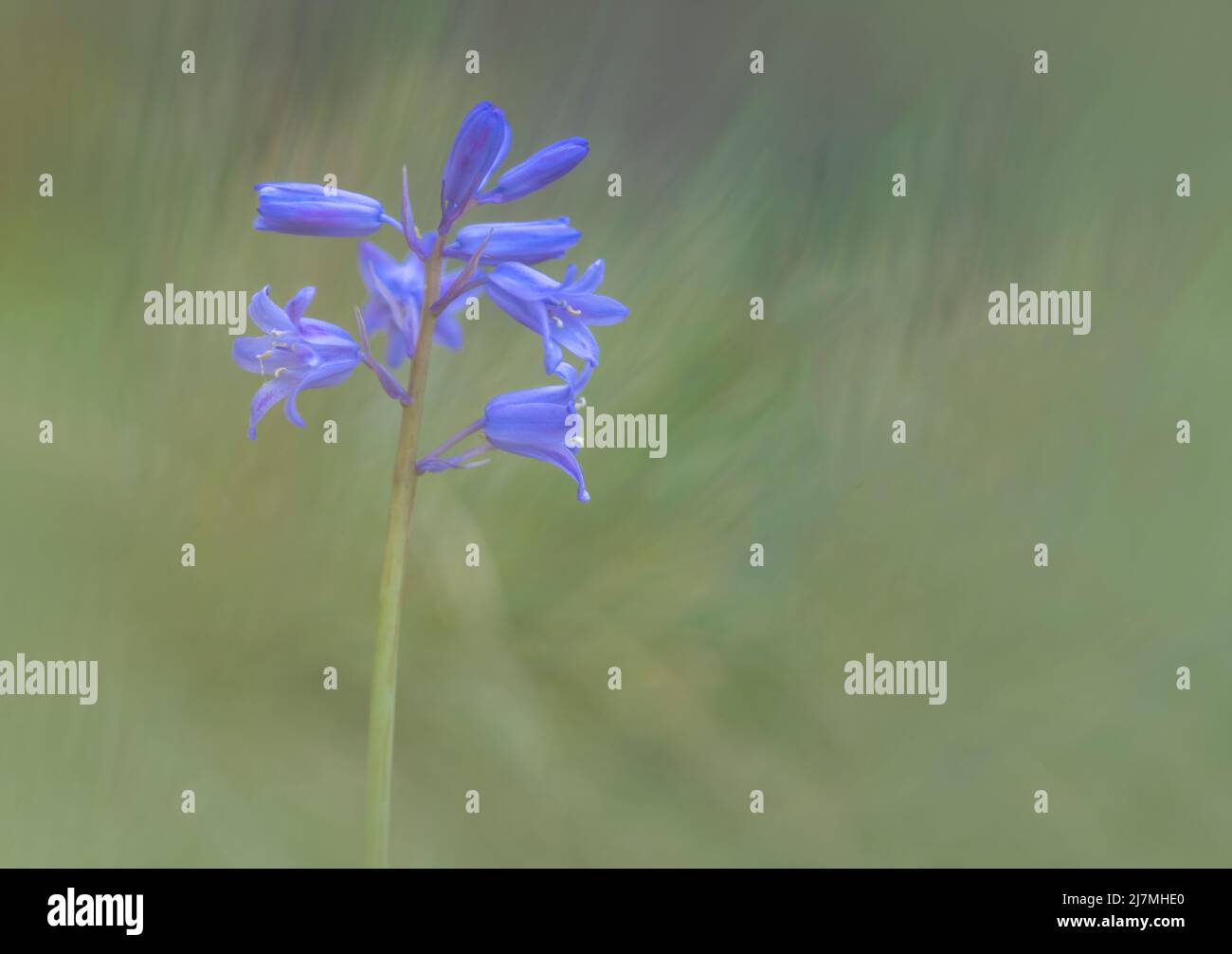 Exquisite Bluebell Blume, (Hyacinthoides non-scripta), fotografiert vor einem schlichten grünen Blatthintergrund Stockfoto