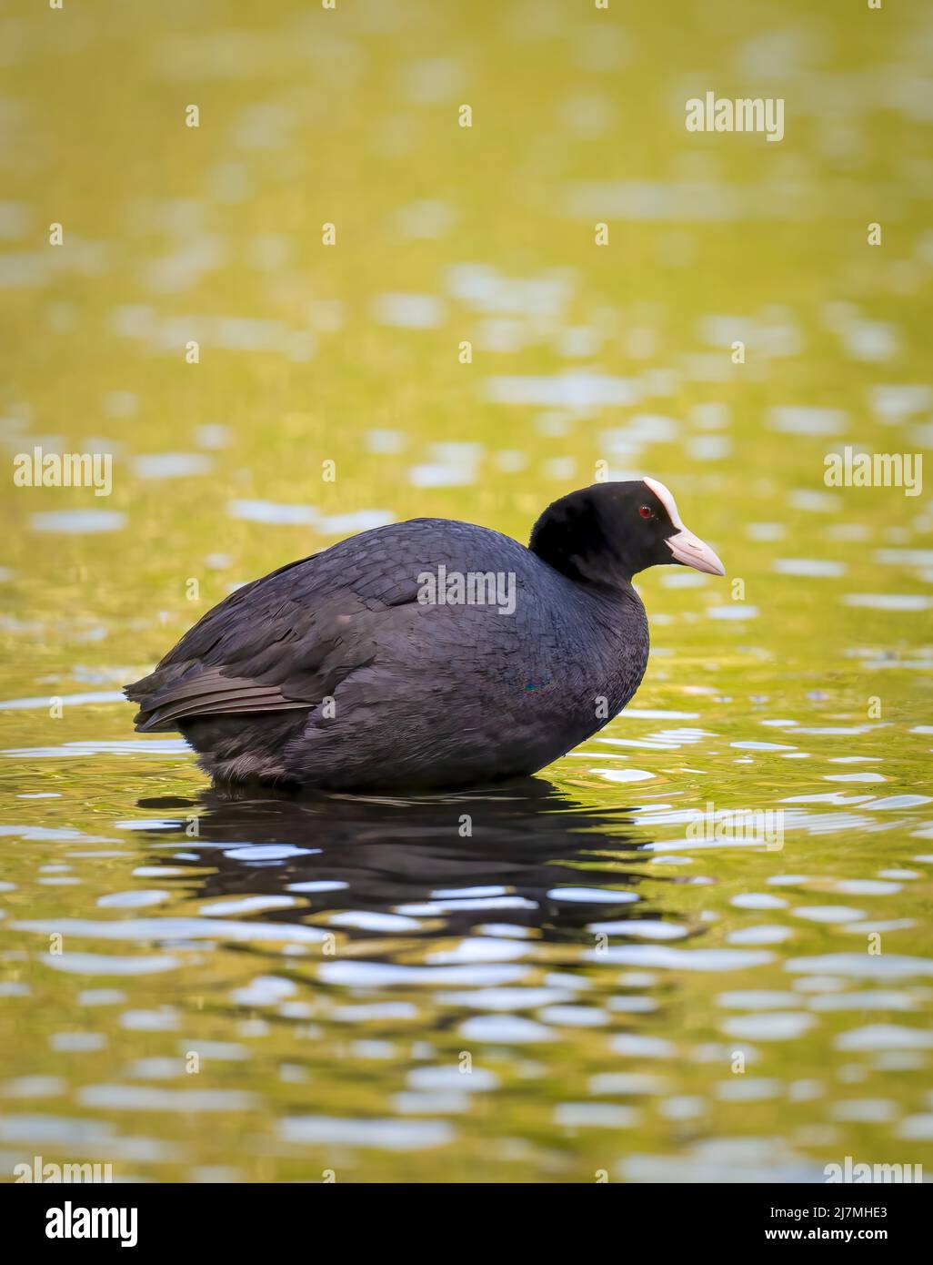 Schöner Europäischer Ruß (Fulica atra), der sich auf einem See ausruhen kann, während sich der Sonnenuntergang im Wasser spiegelt Stockfoto