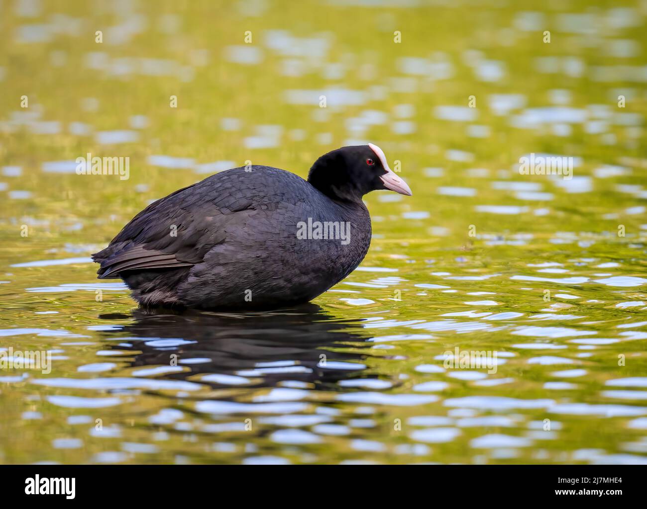 Schöner Europäischer Ruß (Fulica atra), der sich auf einem See ausruhen kann, während sich der Sonnenuntergang im Wasser spiegelt Stockfoto