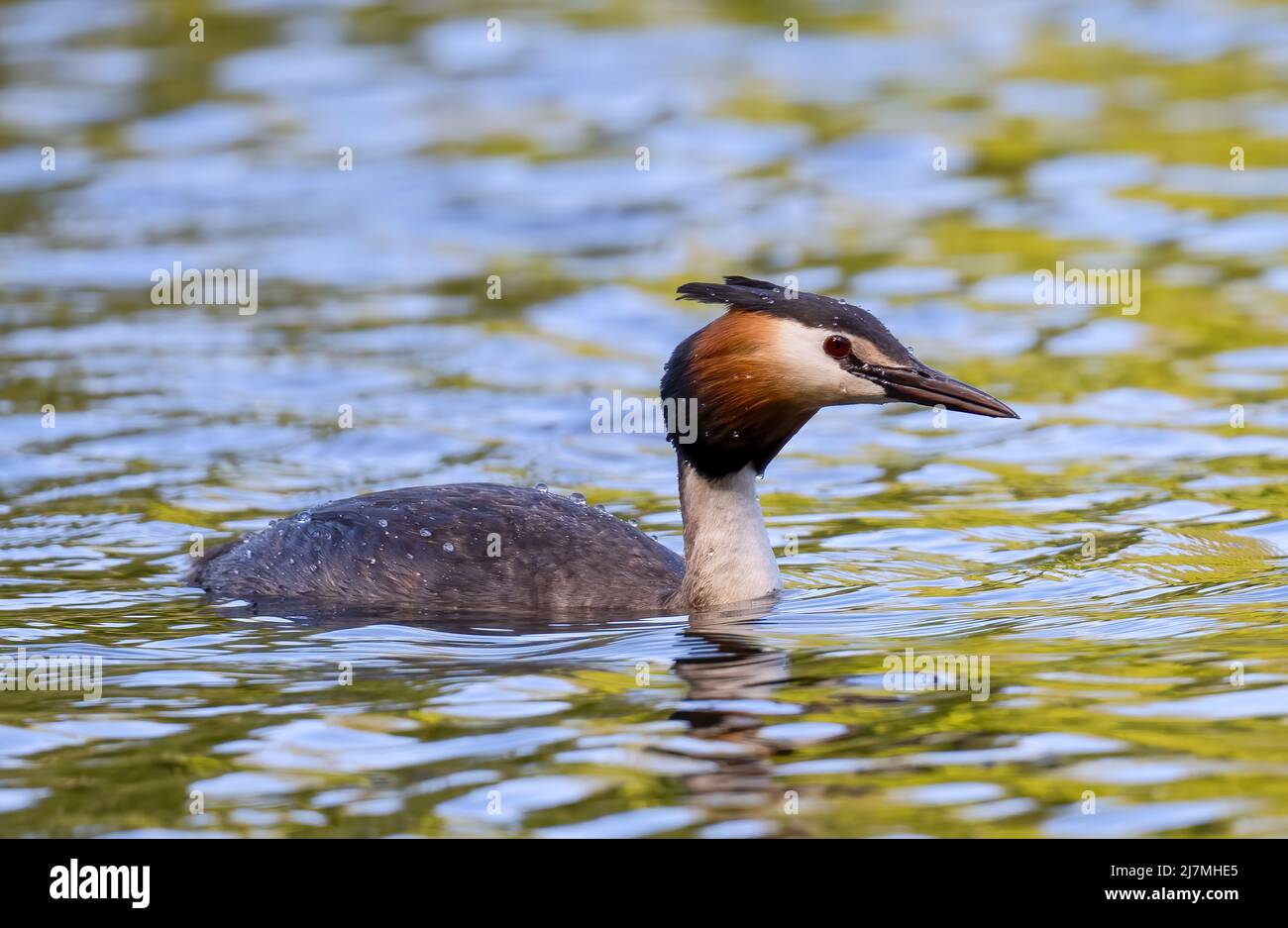 Eleganter Grebe mit großem Crested, (Podiceps cristatus), am See in Stanley Park, Blackpool, Lancashire, Großbritannien Stockfoto