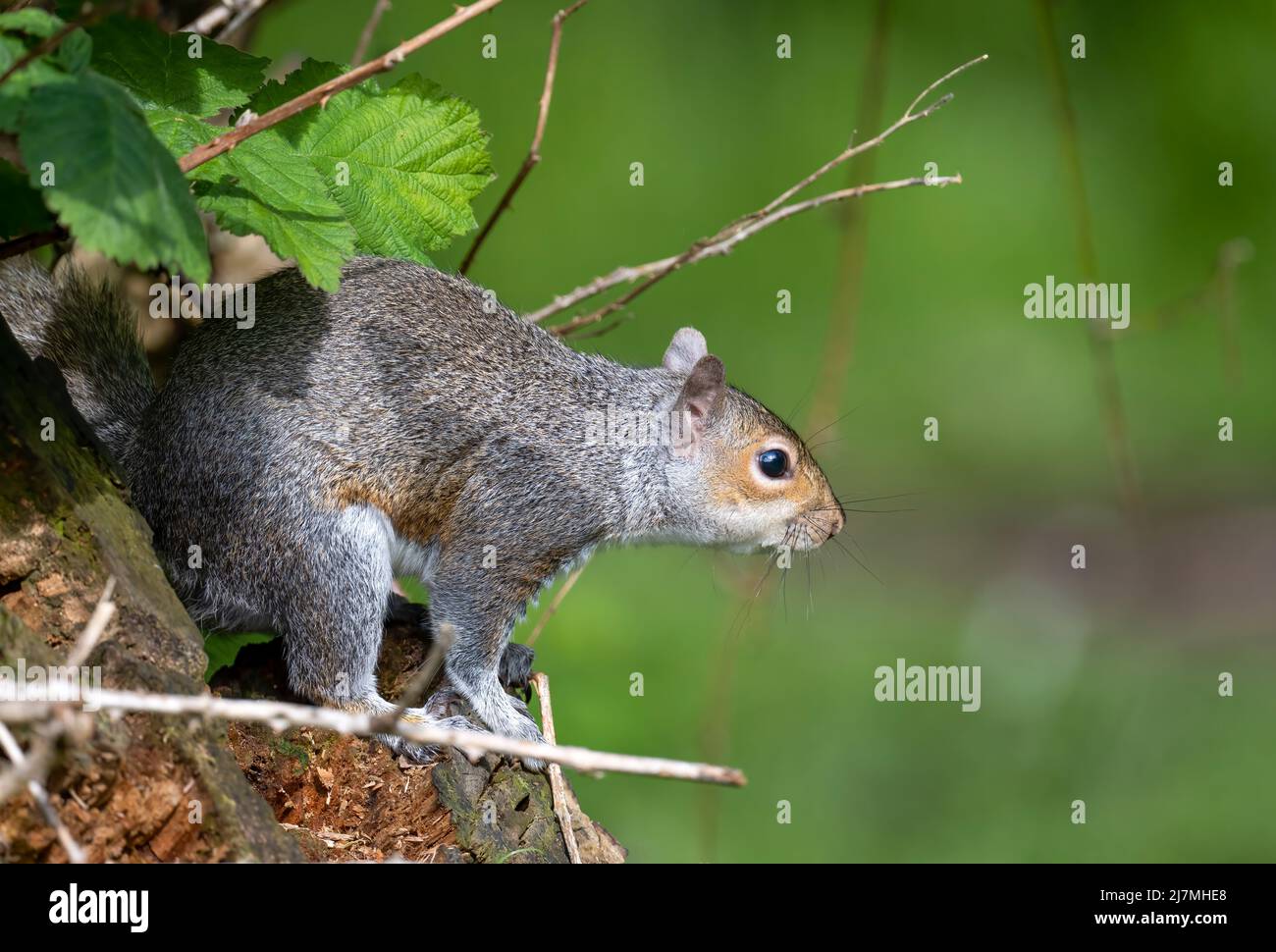 Süßes, graues Eichhörnchen (Sciurus carolinensis), Futtersuche im Wald. Dieser amerikanische "Import" ist ein umstrittenes Tier, das geliebt und verabscheut wird Stockfoto