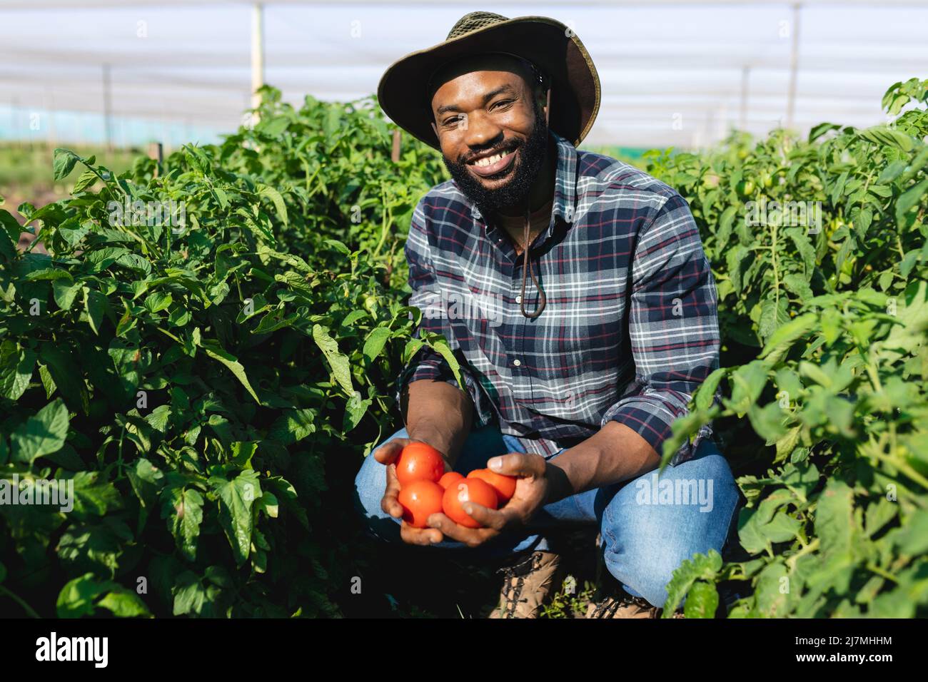 Porträt eines afroamerikanischen Mannes mit mittlerem Erwachsenen, der einen Hut trägt und Tomaten inmitten von Pflanzen im Gewächshaus hält Stockfoto