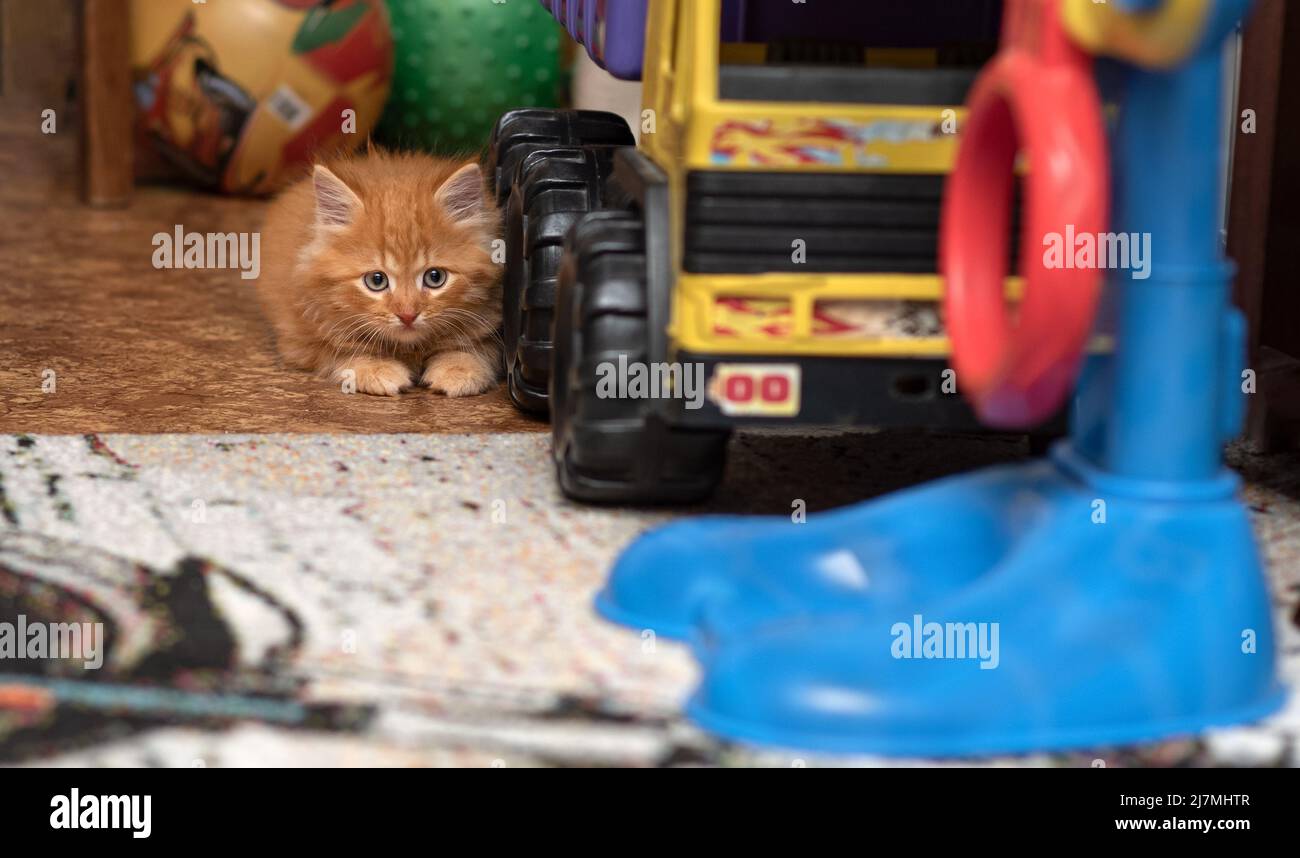 Das Kätzchen sitzt neben einem Spielzeugkipper. Katze und LKW. Horizontales Foto. Stockfoto