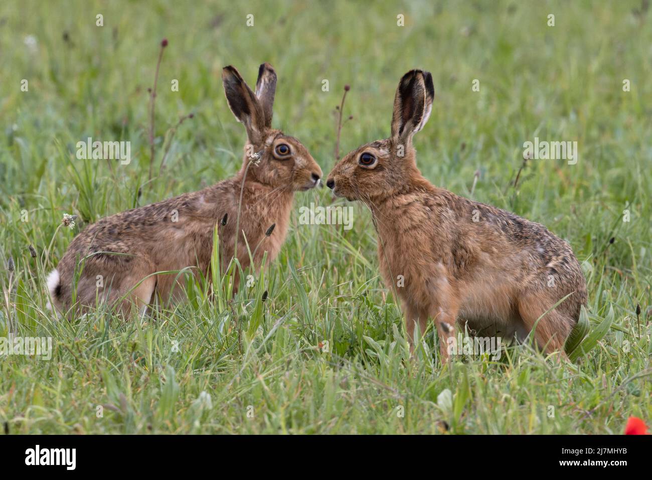 Brauner Hase (Lepus europaeus) Norfolk GB UK Mai 2022 Stockfoto