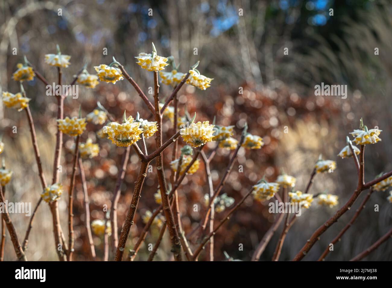 Edgeworthia chrysantha (Papierbusch) in Blüte, spätwinterblühender Strauch Stockfoto