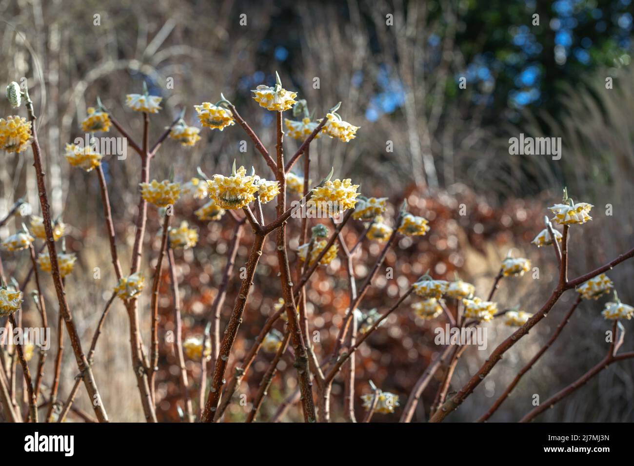 Edgeworthia chrysantha (Papierbusch) in Blüte, spätwinterblühender Strauch Stockfoto