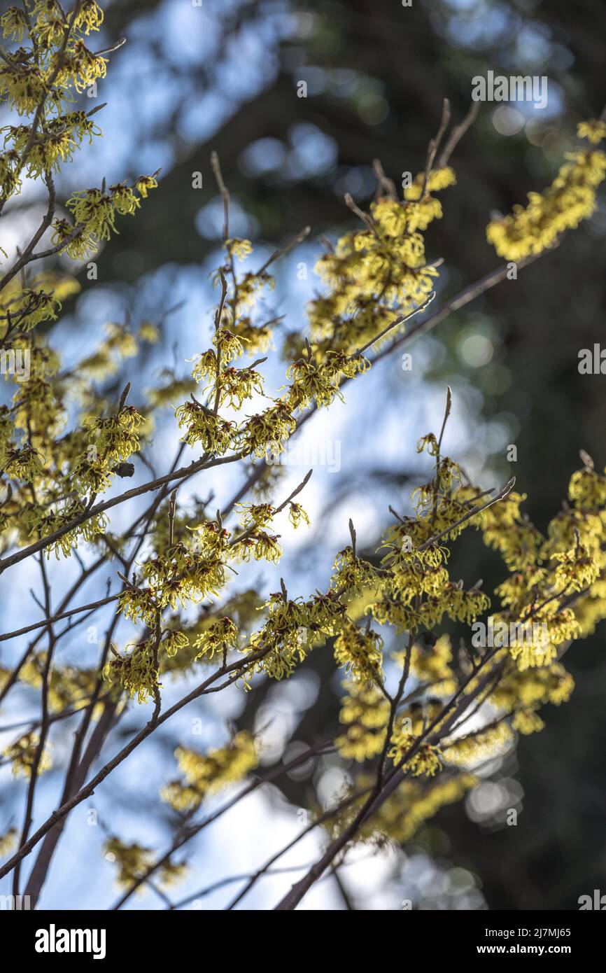 Leuchtend gelb blühende Stämme von Hamamelis x intermedia 'Arnold Promise' / Hamamelis Hasel, Spätwinter Stockfoto