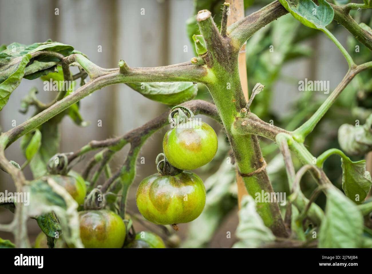 Tomatenprobleme. Nahaufnahme einer Tomatenpflanze mit Schwärze, (phytophthora infestans,) einer Pilzerkrankung im britischen Garten Stockfoto
