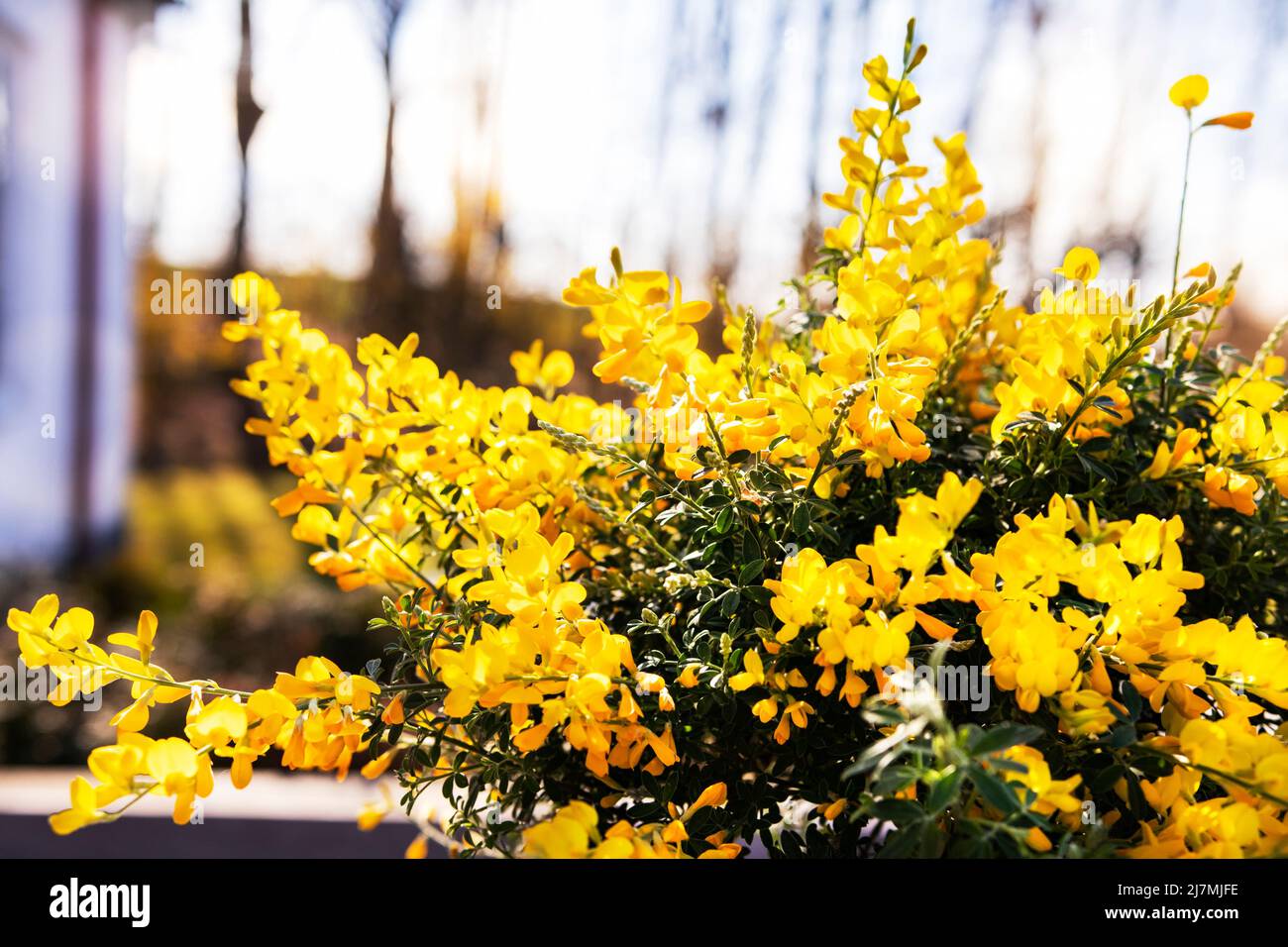 Gelbe Laburnum blüht im Sonnenlicht. Gelbe Trauben von Laburnum alpinium Blumen in einem Blumenladen zum Verkauf. Wachsende Bohne blüht in Töpfen in einem Gewächshaus Stockfoto