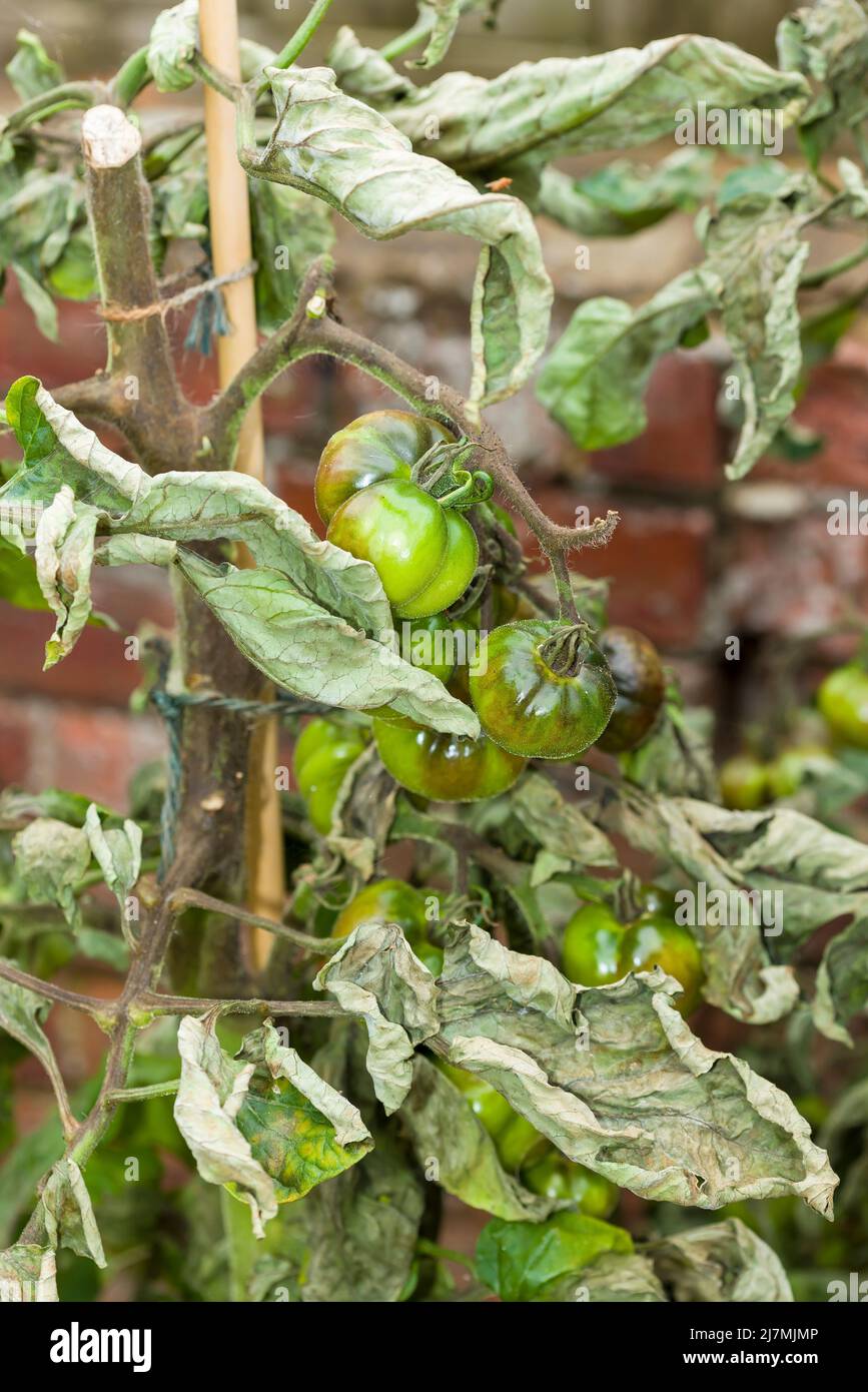 Nahaufnahme einer Tomatenpflanze mit Schwärzung, (phytophthora infestans,) Pilzerkrankung im britischen Garten Stockfoto