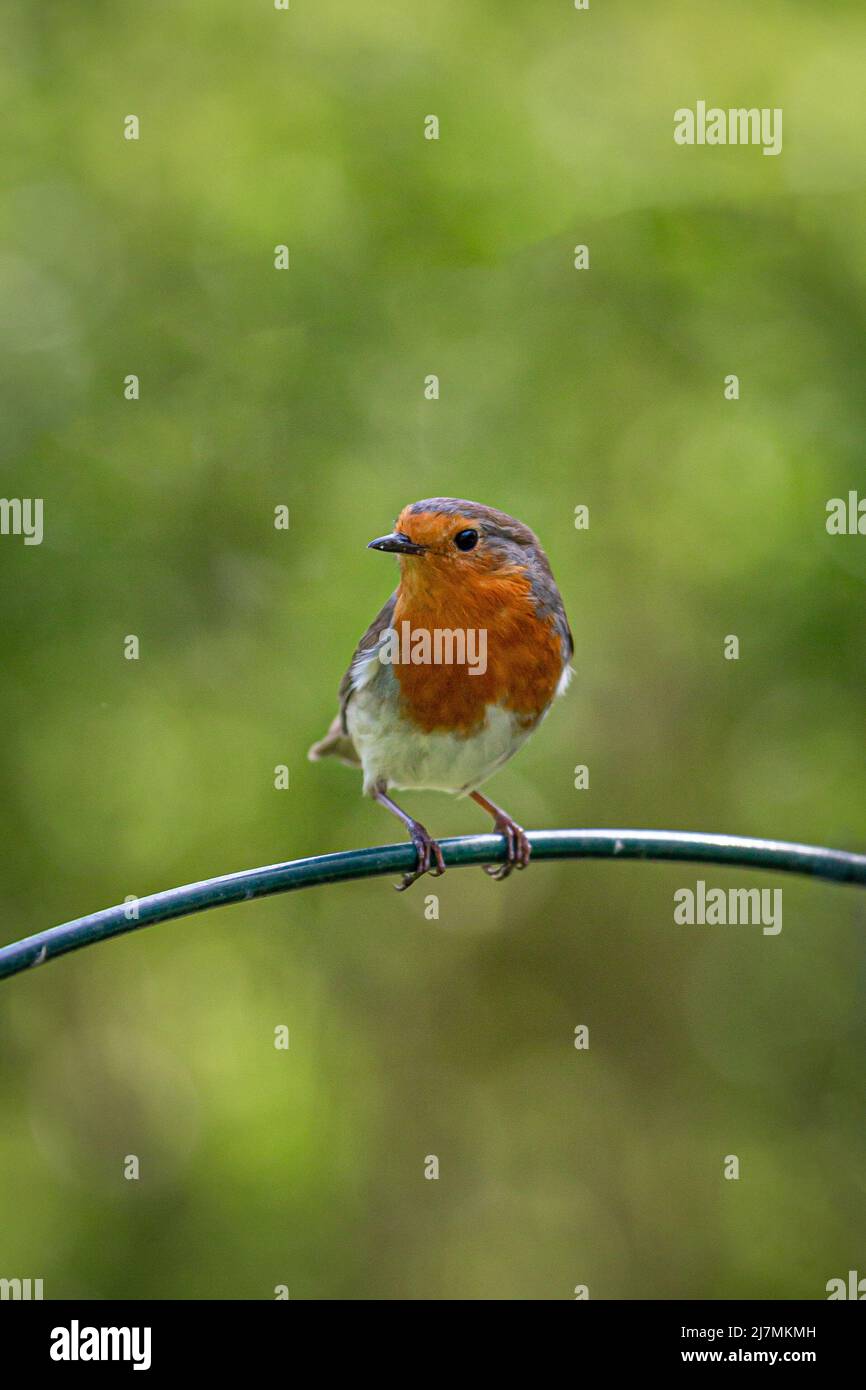 Ein Rotkehlchen auf einer Stange in einem Sussex-Garten Stockfoto