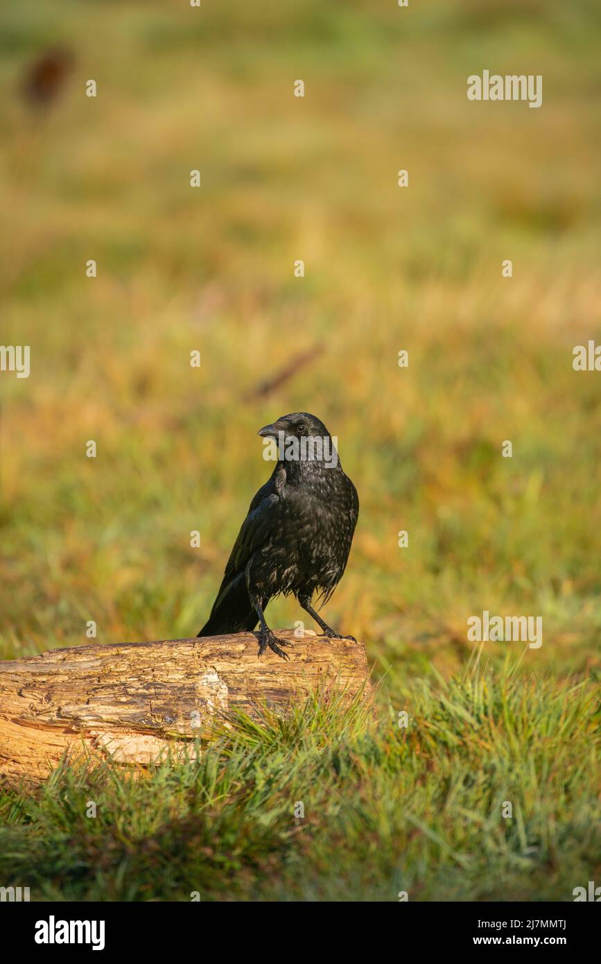 Aas-Krähe, Corvus corone, die auf alten Weideflächen ernährt Stockfoto