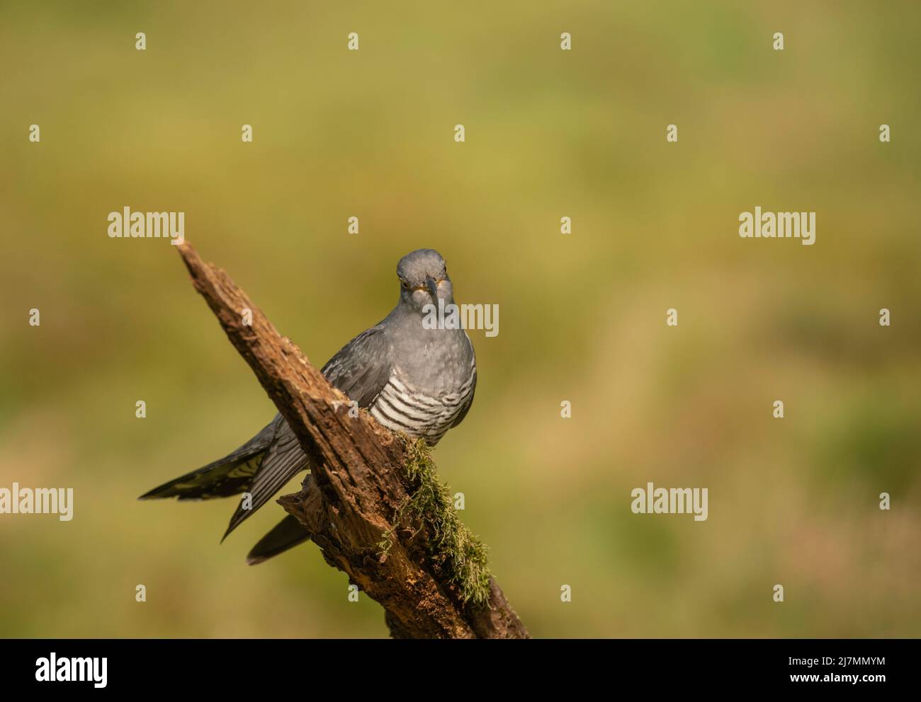 Kuckuck, Cuculus canorus, Männchen auf Brutplätzen, Frühling in Surrey Stockfoto