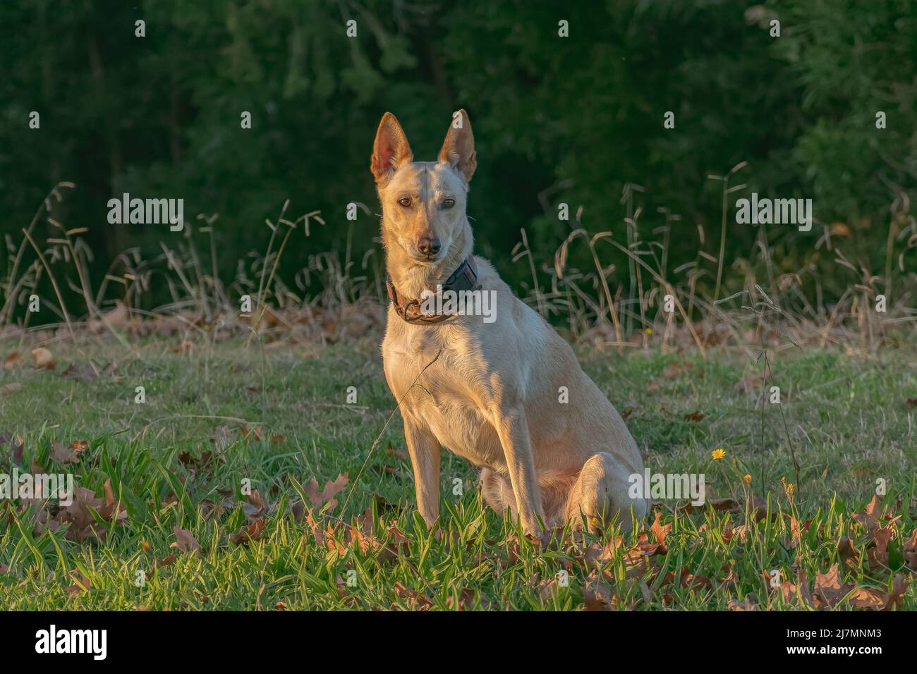 podenco spanischer Hund sitzt auf dem Gras und schaut auf den Sonnenuntergang Stockfoto