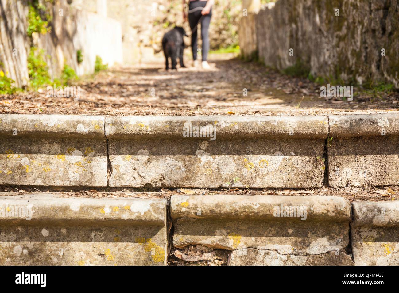 Historische Treppe scharf im Vordergrund, im Hintergrund eine Hundebesitzerin mit ihrem Hundegedränge im Hintergrund auf dem Klosterschlosenkomplex von Tomar Stockfoto