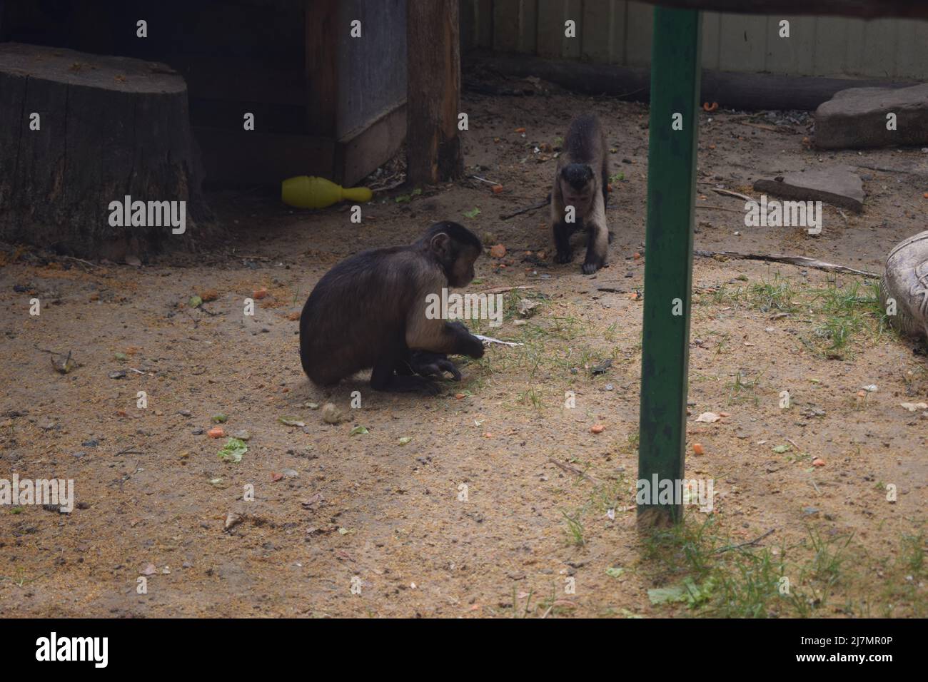 Kleiner Kapuzineraffen. Junge Sapajus apella capuchin Affe Primaten Säugetier. Tufted Kapuziner amazonas Regenwald Tier. Stockfoto