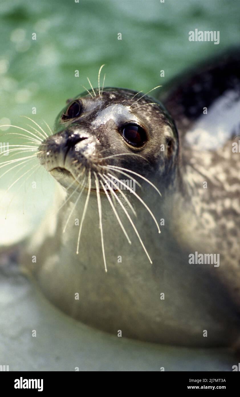 Harbour Seal, Phoca vitulina haben kurze, hundeartige Schnauzen, häufig gedachte nördliche Hemperie, Atlantik und Pazifik Ozeane. Stockfoto