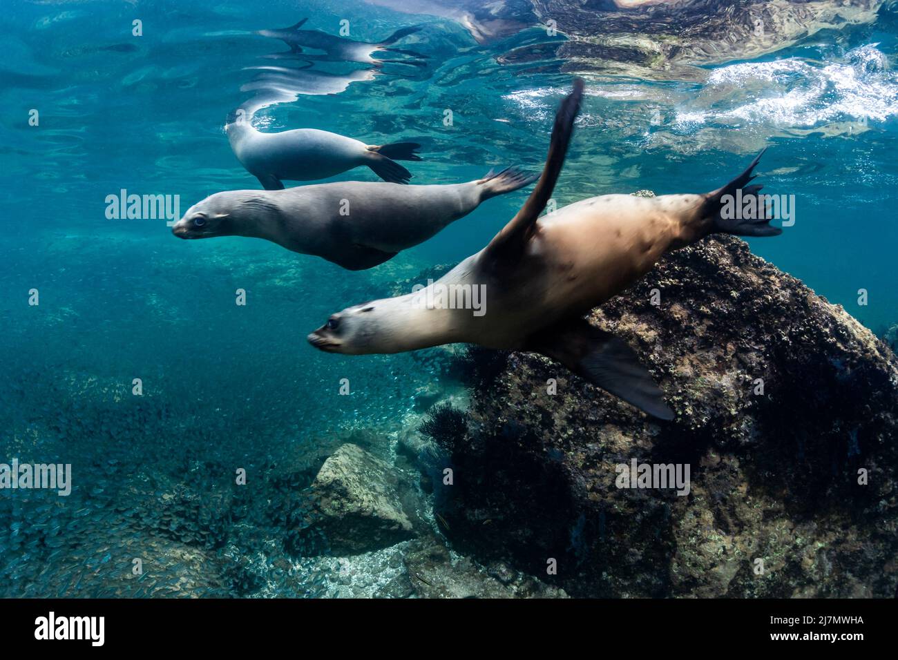 Kalifornischer Seelöwe (Zalophus californianus) in Los Islotes, Baja California Sur, Mexiko Stockfoto