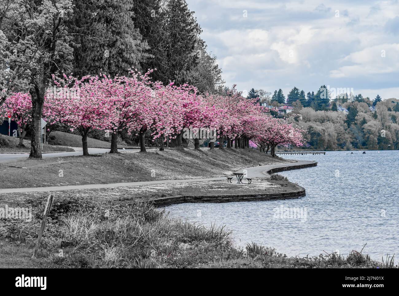 Blick auf den Lake Washington Boulevard in Seattle, Washington. Kirschbäume blühen. Stockfoto