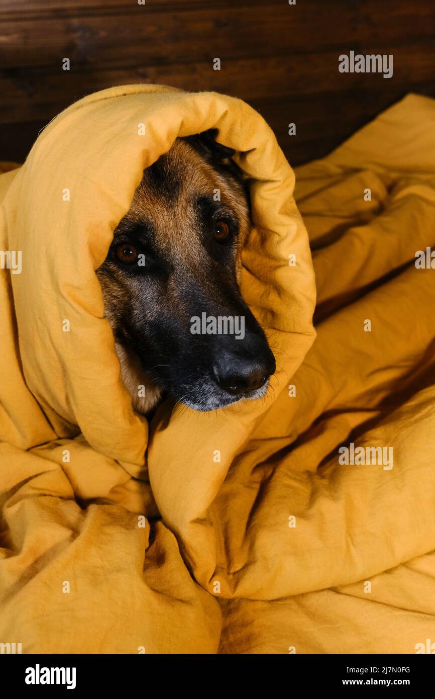 Konzept Tiere leben wie Menschen. Deutscher Schäferhund liegt im Bett auf gelbem Bettzeug in einer Decke mit Kopf und Erwärmung eingewickelt. Der Hund wachte zu Hause auf Stockfoto