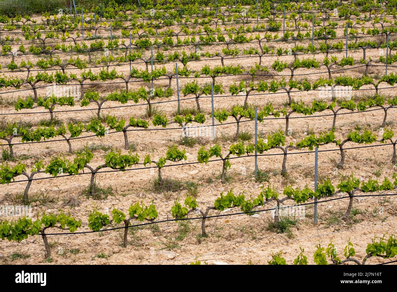 Reihen von Reben in einem Weinberg von oben gesehen in der Terra Alta Region in der Provinz Tarragona in Spanien Stockfoto