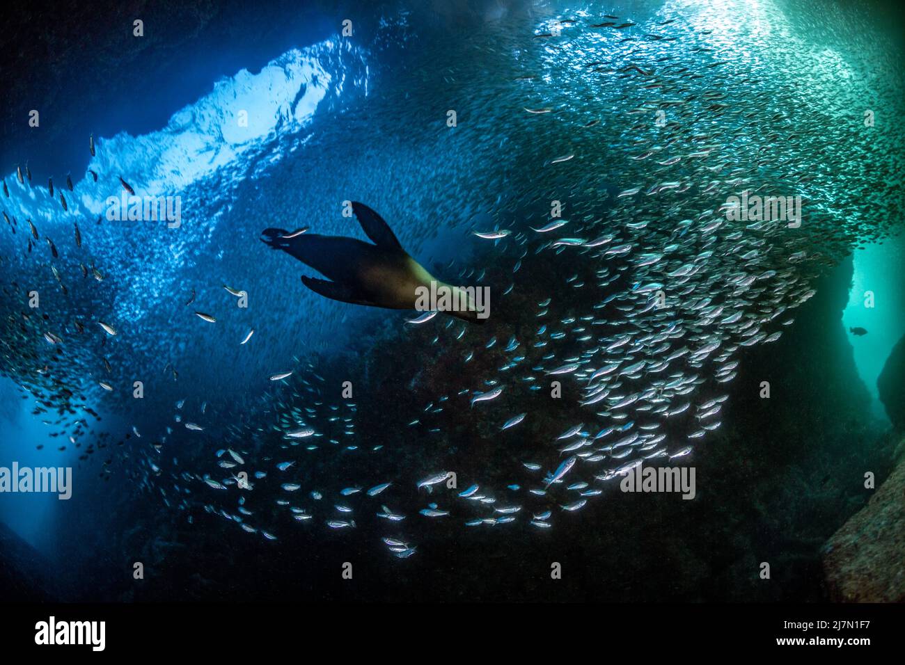 Kalifornischer Seelöwe (Zalophus californianus) in Los Islotes, Baja California Sur, Mexiko Stockfoto