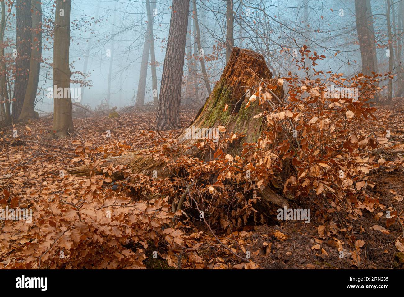 Alte Baumwurzel in einem nebligen Wald zur Herbstzeit Stockfoto