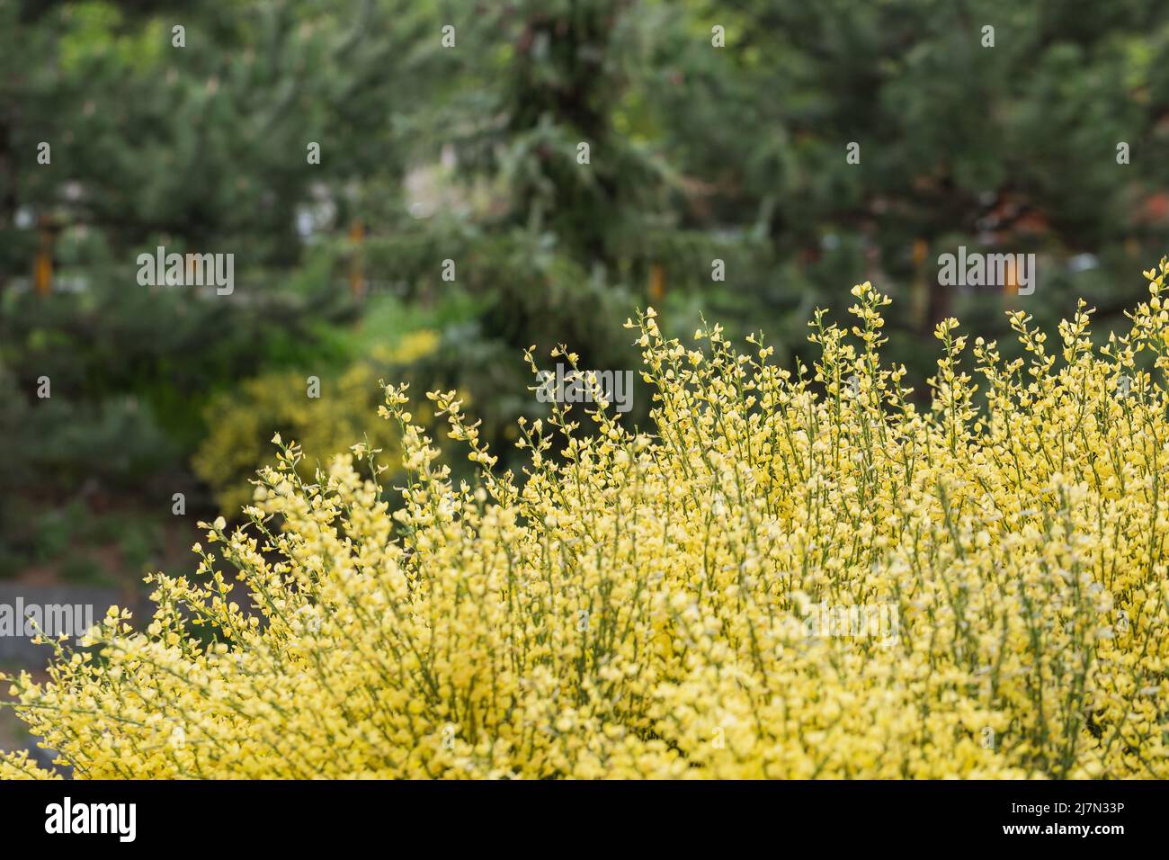 Frische neue Zweige des Buschbeckens oder citisus praecox Strauch im Park. Frühlingshintergrund mit blühendem Strauch im Park. Nahaufnahme, weicher selektiver Fokus Stockfoto