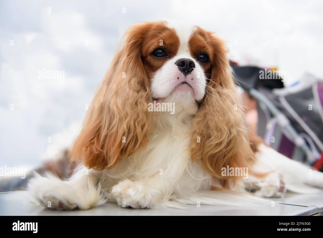Ein Cavalier King Charles Spaniel Hund liegt auf einem Tisch, der draußen vor dem Hintergrund des Himmels in den Wolken steht. Nahaufnahme. Stockfoto