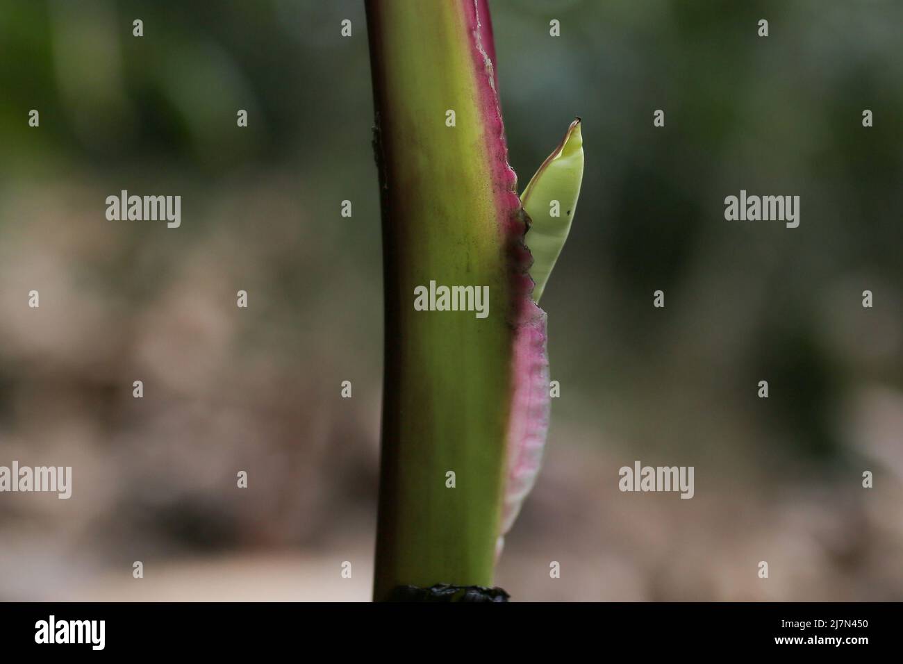 Ein neuer Bananenbaum, der nach dem Abschneiden wächst Stockfoto