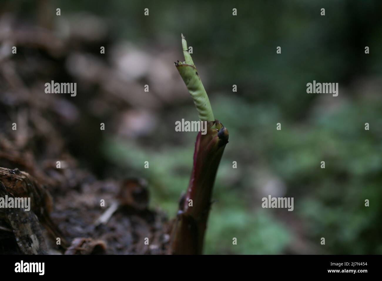 Ein neuer Bananenbaum, der nach dem Abschneiden wächst Stockfoto