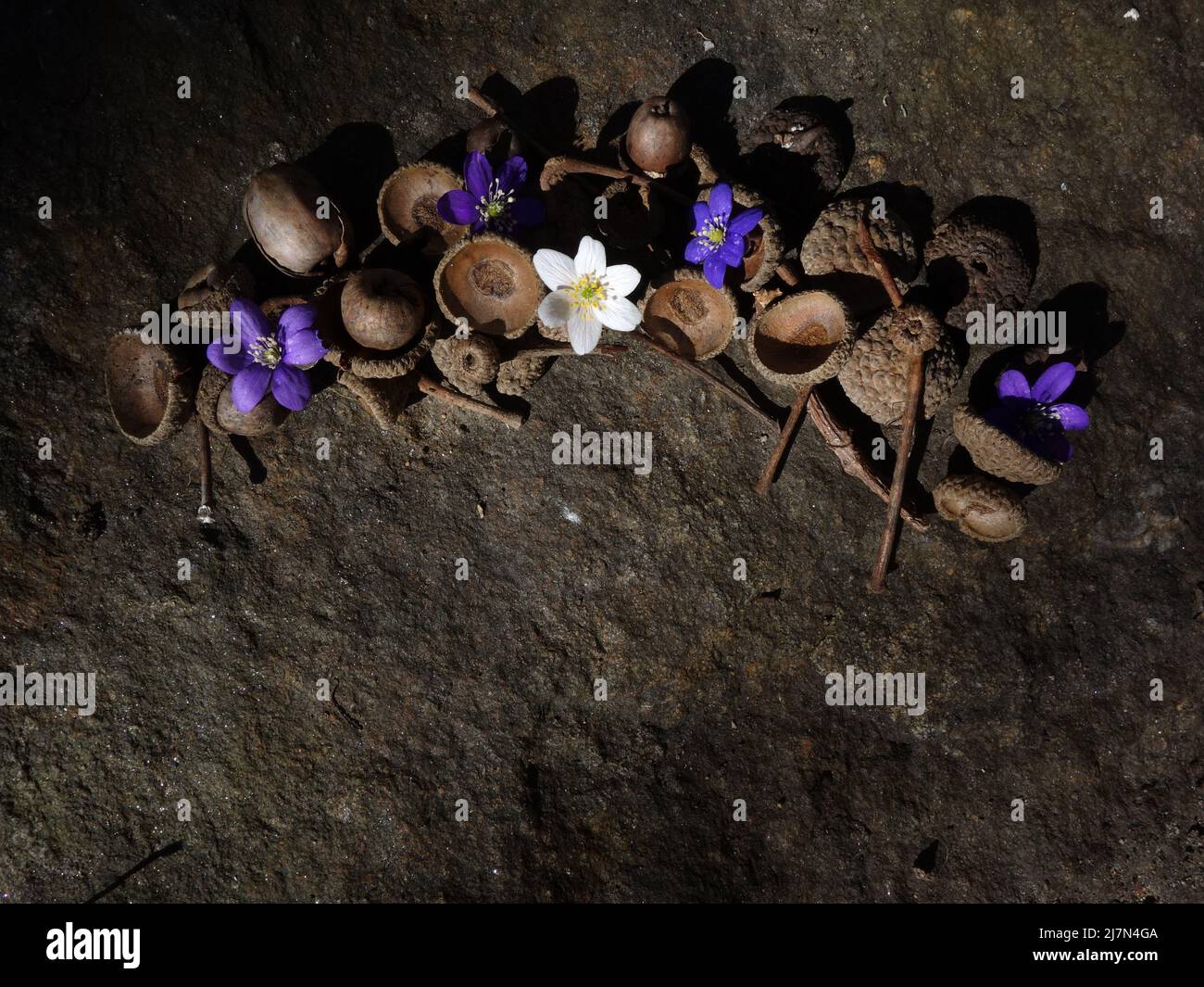 Reste von Eicheln, die ordentlich in einer Reihe mit Hepatica nobilis und Anemone nemorosa Blüten auf der Oberseite zusammengesetzt sind. Stockfoto