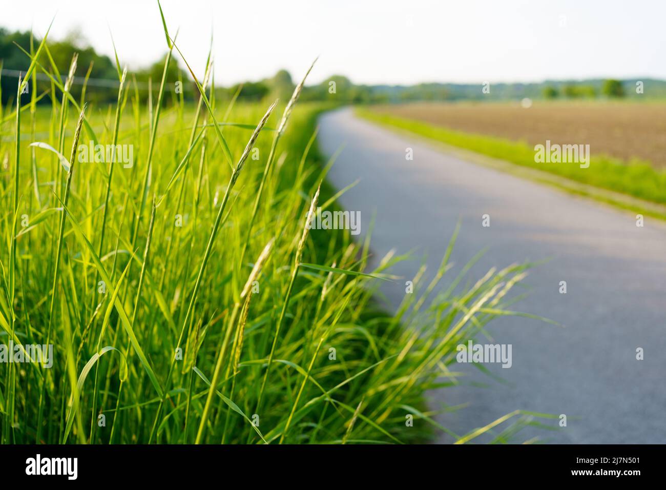 Asphalt Straßenpanorama in den Feldern Landseite am sonnigen Frühlingstag Stockfoto