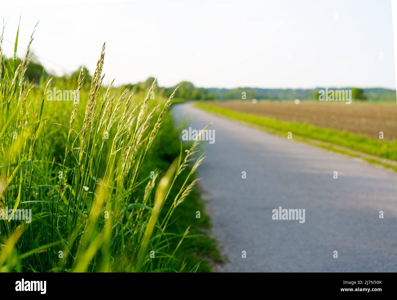 Asphalt Straßenpanorama in den Feldern Landseite am sonnigen Frühlingstag Stockfoto