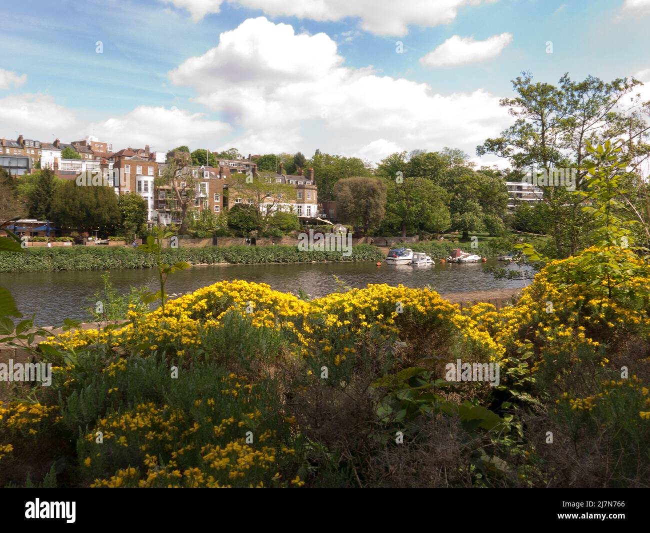 Die Themse bei Richmond upon Thames aus dem Osten von Twickenham, Surrey, London, England Stockfoto