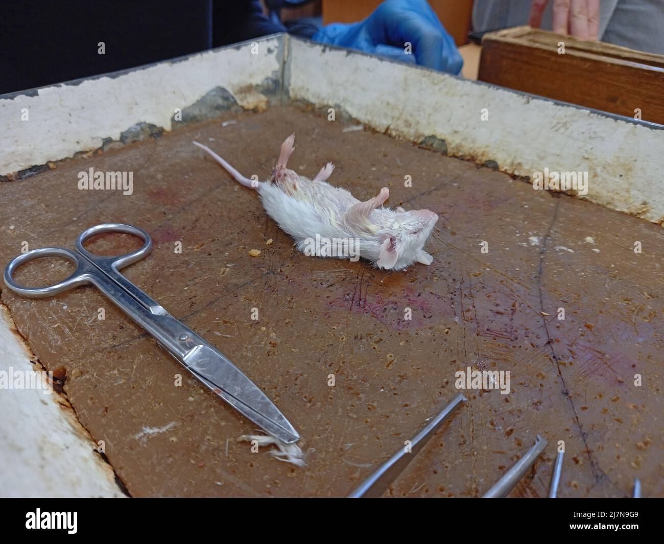 Autopsie von Labortieren, Autopsie einer Laborratte für wissenschaftliche Zwecke Stockfoto