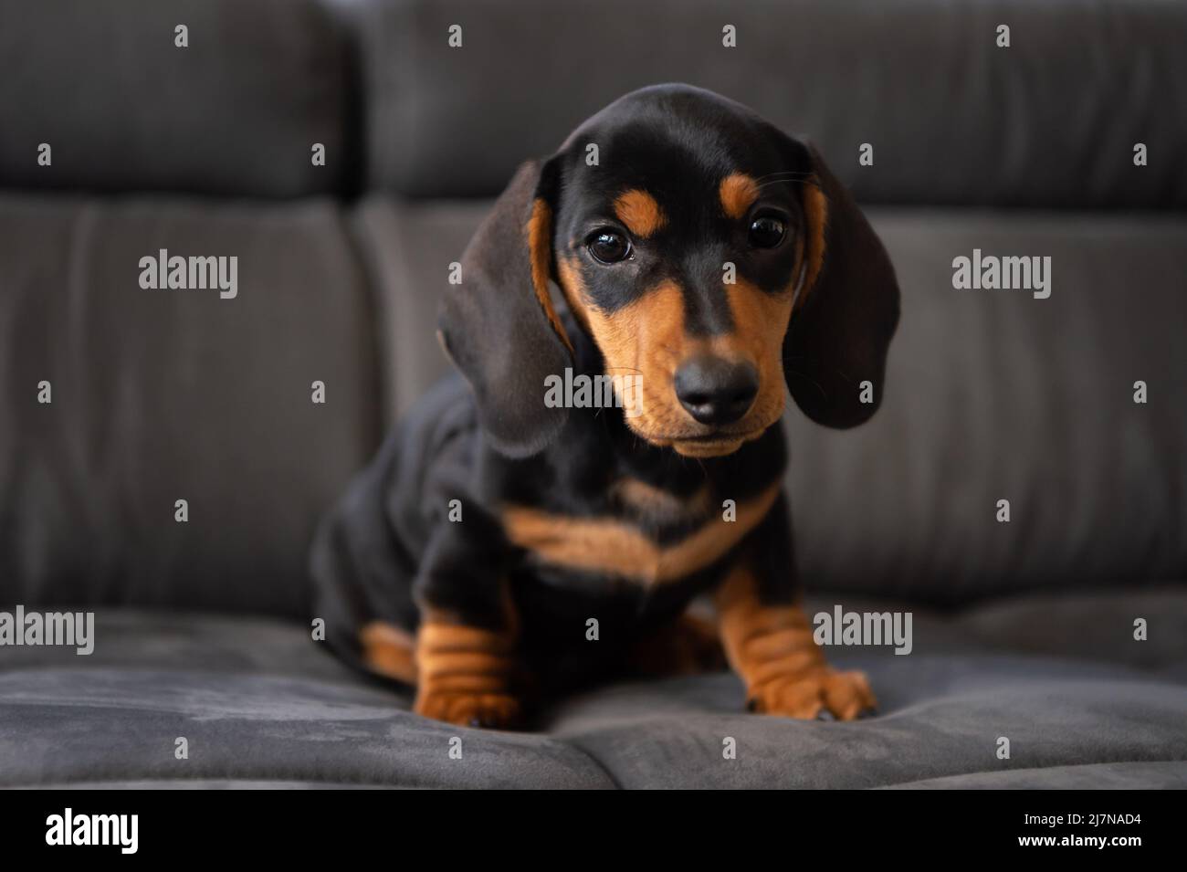 Niedlicher kleiner Wursthund 10 Wochen alt auf dem grauen Sofa drinnen Stockfoto