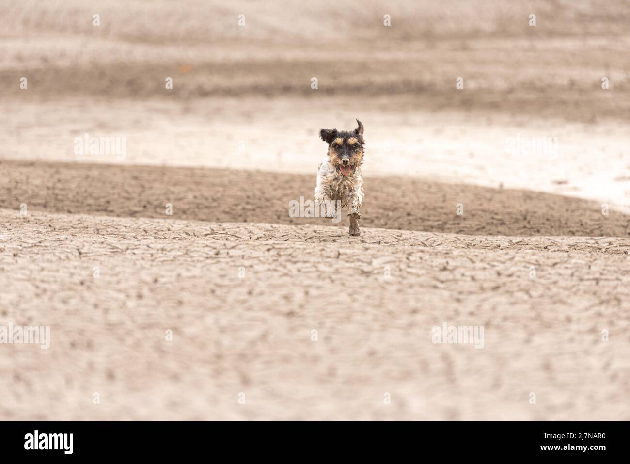Süßer Hund läuft auf trockenem sandigen Boden und Spaß haben. Jack Russell Terrier 4 Jahre jung Stockfoto