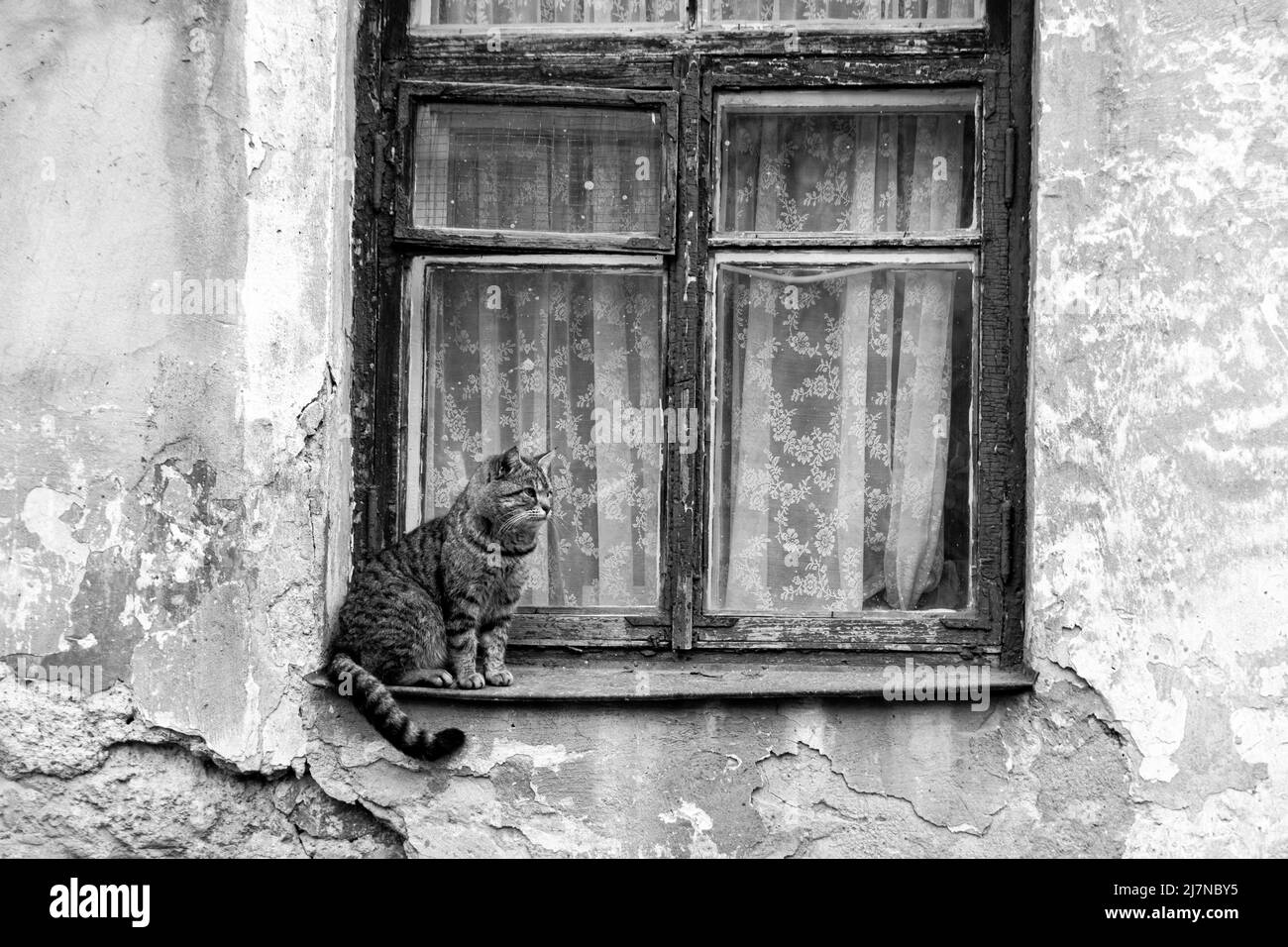 Eine graue Katze sitzt auf dem Fenster eines alten Hauses mit rissigen Wänden, einem alten hölzernen Fensterrahmen mit Vintage-Tüll. Der Putz war von den Wänden geschält Stockfoto