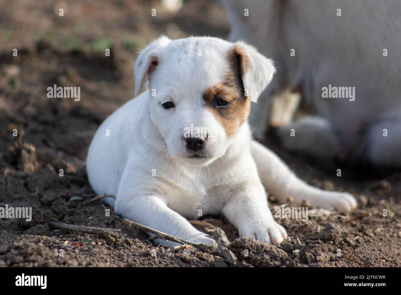 Jack Russell Terrier Welpe Nahaufnahme. Stockfoto
