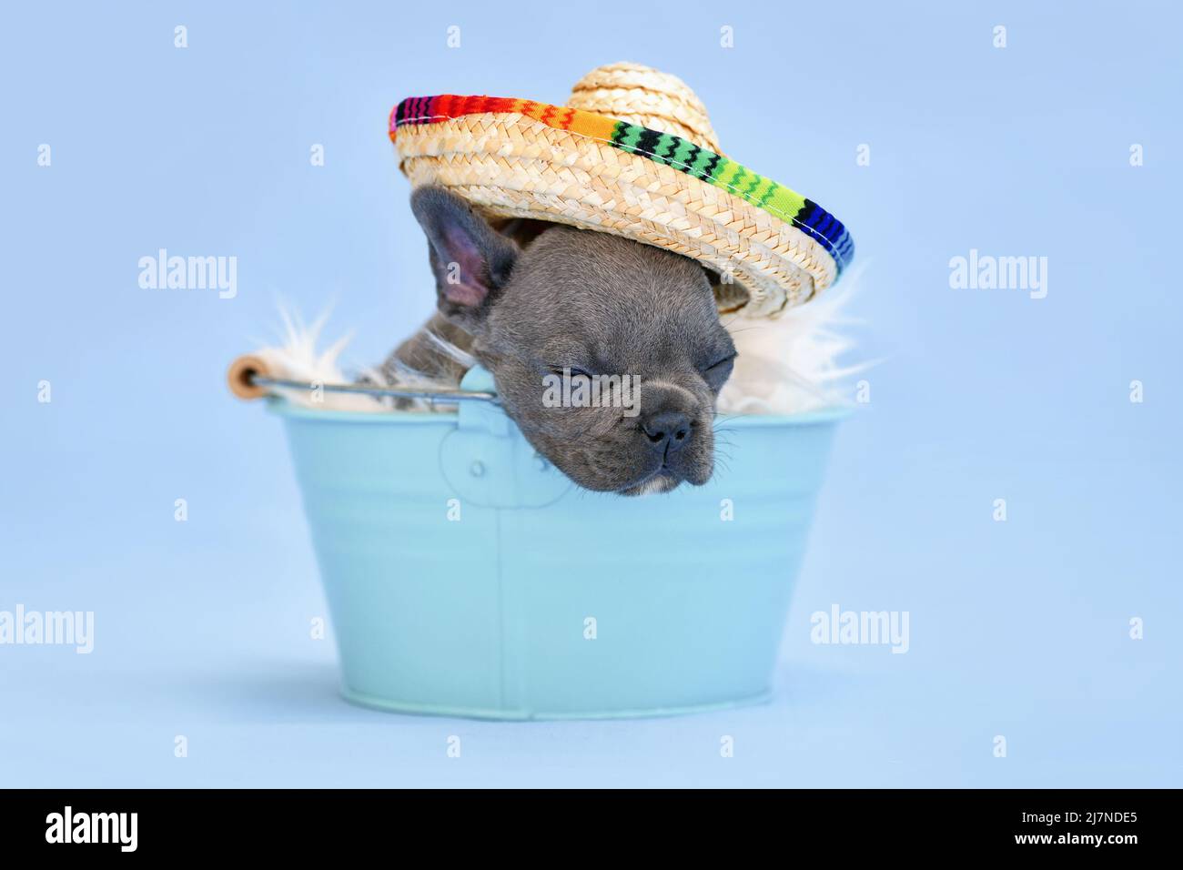 Schlafender französischer Bulldog Hund Welpe mit Sommerstrohhut in Eimer auf blauem Hintergrund Stockfoto