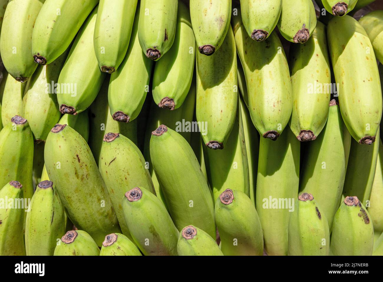 Grüne Babybananen im Transportkarton gestapelt Stockfoto