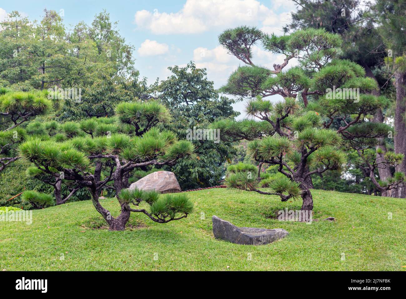 Schöner Garten mit japanischer Rotkiefer (pinus desinflora) Stockfoto