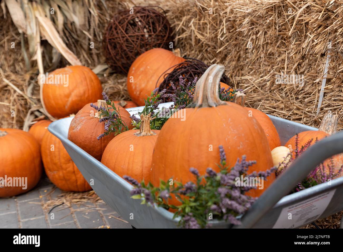 Kürbisse auf einer Schubkarre. Herbstzusammensetzung, Kürbisse nach der Ernte vor dem Hintergrund von Heu. Vorbereitung auf halloween. Stockfoto