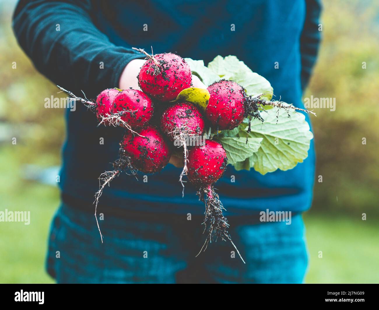 Gärtner hält frisch gepflückte selbstgewachsene Radieschen in seinen Händen; züchtet unsere eigenen Radieschen Stockfoto