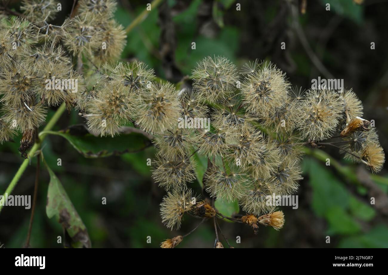 Nahaufnahme von bereit zur Entsorgung durch Wind trockene Samenhaufen von Siam-Unkraut (Chromolaena odorata) Stockfoto